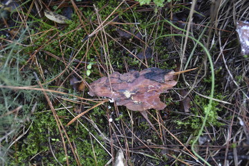  tree bark on the grass