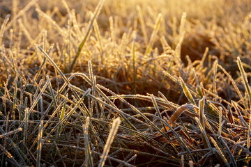 Frost on the grass. Ice crystals on meadow grass close up. Nature background.Grass with morning frost and yellow sunlight in the meadow, Frozen grass on meadow at sunrise light. Winter background