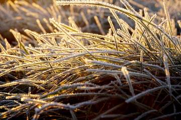 Frost on the grass. Ice crystals on meadow grass close up. Nature background.Grass with morning frost and yellow sunlight in the meadow, Frozen grass on meadow at sunrise light. Winter background
