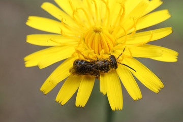 A bee collects nectar on a yellow dandelion flower close-up.