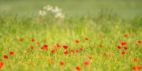Blooming Red Poppy (Papaver rhoeas) field in spring, Hesse, Germany