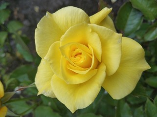 yellow rose on green background