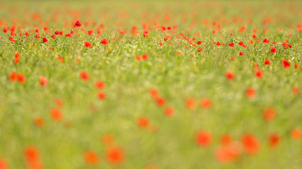 Blooming Red Poppy (Papaver rhoeas) field in spring, Hesse, Germany