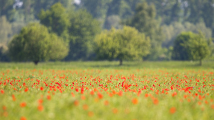 Blooming Red Poppy (Papaver rhoeas) field in spring, Hesse, Germany