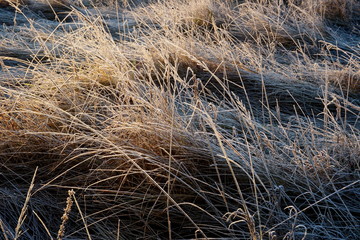 Frost on the grass. Ice crystals on meadow grass close up. Nature background.Grass with morning frost and yellow sunlight in the meadow, Frozen grass on meadow at sunrise light. Winter background