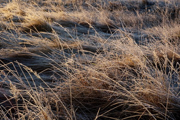 Frost on the grass. Ice crystals on meadow grass close up. Nature background.Grass with morning frost and yellow sunlight in the meadow, Frozen grass on meadow at sunrise light. Winter background