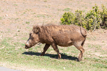 Trotting mud-covered Warthog (Phacochoerus africanus), Addo Elephant National Park, Eastern Cape, South Africa,