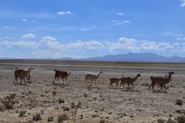ボリビア、ウユニ塩湖とリャマ