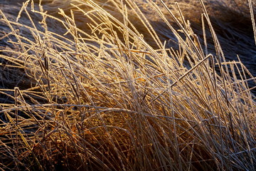 Frost on the grass. Ice crystals on meadow grass close up. Nature background.Grass with morning frost and yellow sunlight in the meadow, Frozen grass on meadow at sunrise light. Winter background