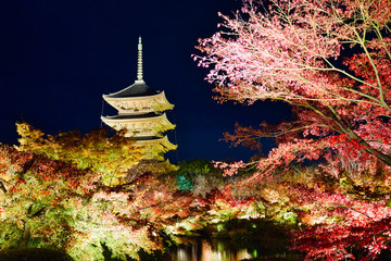 京都　鮮やかで美しい世界遺産の寺　東寺　紅葉ライトアップと五重塔（日本京都府京都市）Kyoto, a vivid and beautiful world heritage temple, Toji, autumn leaves illumination and five-storied pagoda (Kyoto City, Kyoto Prefecture)