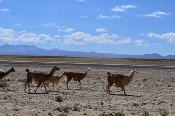 ボリビア、ウユニ塩湖とリャマ