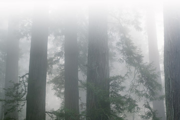 Fototapeta na wymiar Landscape of coastal redwood forest in fog, Prairie Creek State Park, California, USA