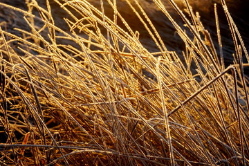 Frost on the grass. Ice crystals on meadow grass close up. Nature background.Grass with morning frost and yellow sunlight in the meadow, Frozen grass on meadow at sunrise light. Winter background