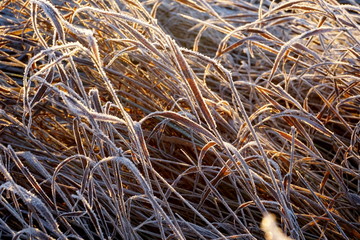 Frost on the grass. Ice crystals on meadow grass close up. Nature background.Grass with morning frost and yellow sunlight in the meadow, Frozen grass on meadow at sunrise light. Winter background