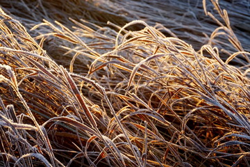 Frost on the grass. Ice crystals on meadow grass close up. Nature background.Grass with morning frost and yellow sunlight in the meadow, Frozen grass on meadow at sunrise light. Winter background