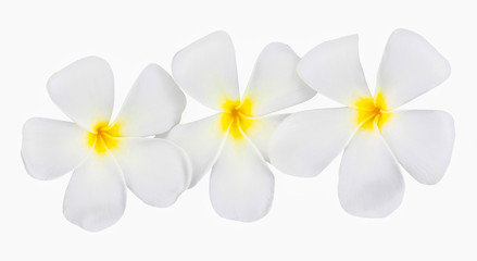 Beautiful petal of Plumeria or Frangipani Flower Isolated on White Background with clipping path.