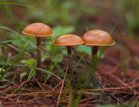 Three Poisonous little brown mushrooms Galerina marginata among green grass and fallen needles in a forest in Greece