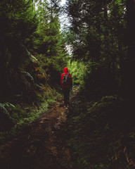 hiker in the forest