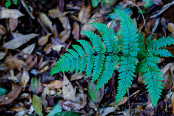 single fern leaf, branch, top view and blur background are dried leaves