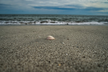 Fototapeta na wymiar Muschel im Fokus am Strand mit Meer und Horizont im Hintergrund