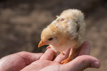 Fototapeta premium Small wet chick after rains on the farm