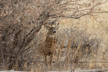 Whitetail Deer Buck in the Fall Rut in Colorado