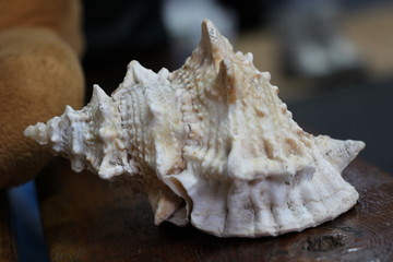 Obraz na płótnie Canvas seashell barbed on a wooden background