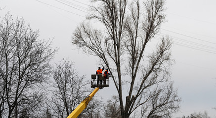 pruning of trees by special services
