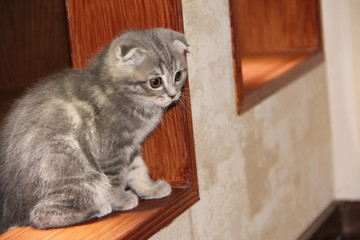 cute kitten sitting on the shelf