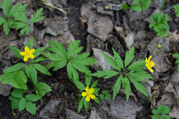 Anemone ranunculoides, Buttercup yellow anemone, forest flower