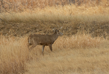 Fototapeta na wymiar Whitetail Deer Buck in the Fall Rut in Colorado