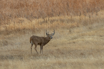 Whitetail Deer Buck in the Fall Rut in Colorado