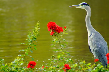 Reiher von Blumen eingerahmt