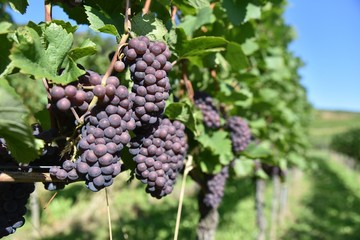Grauer Burgunder Pinot Gris Rulaender
