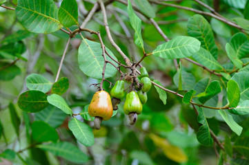 cashew Ripe fruit/ ready to eat