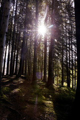 Fototapeta na wymiar Path in the forest, nature in Slovakia. 