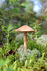 Laccaria proxima. Mushroom Sunny day in the Siberian forest tundra