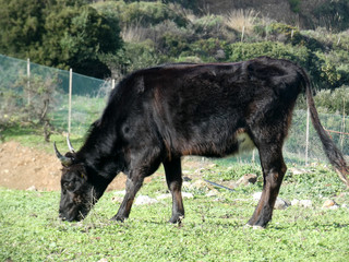 Fototapeta premium Bovino