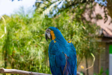 One yellow blue macaw (Ara ararauna) sitting on a branch. A beautiful parrot in the Bali Bird Park near Ubud, Bali, Indonesia.