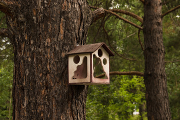 unusual birdhouse on a pine