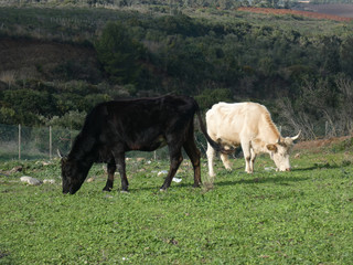 Bovino