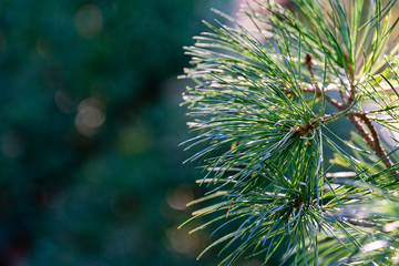 Beautiful macro of green and silvery pine Pinus parviflora Glauca needles. Original texture of natural greenery. Nature concept for design, for Merry Christmas and New Year