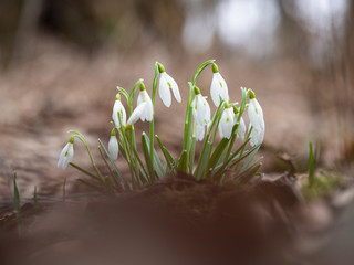Spring Snowdrop flower (Galanthus)