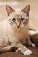young white cat stares intently at camera