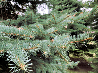 Green pine leaves branches close up in winter season. Christmas fir tree wallpaper.