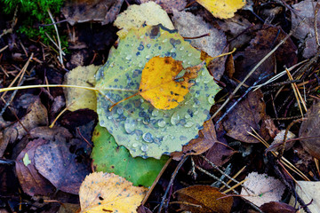 autumn leaves on the ground