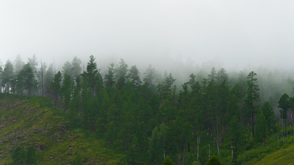 Green hillside in fog. Low clouds in coniferous forest