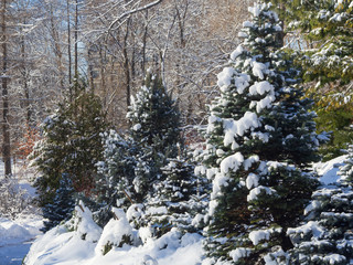 Snow covered fir trees in a city park.