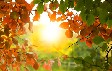background golden autumn