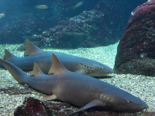 Fototapeta premium Requin aquarium